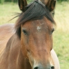 Cheval au repos